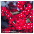tile 384 ilex verticillata fruit close up 0803.jpg